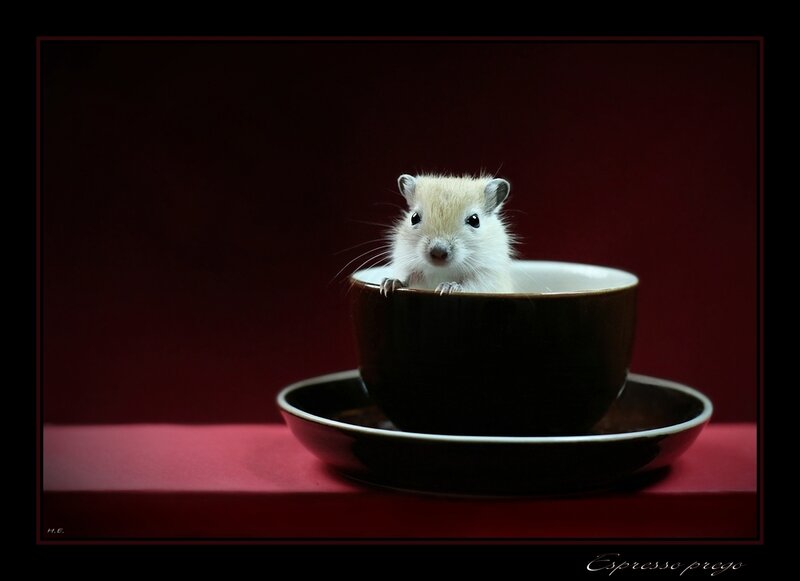 hamster in a cup