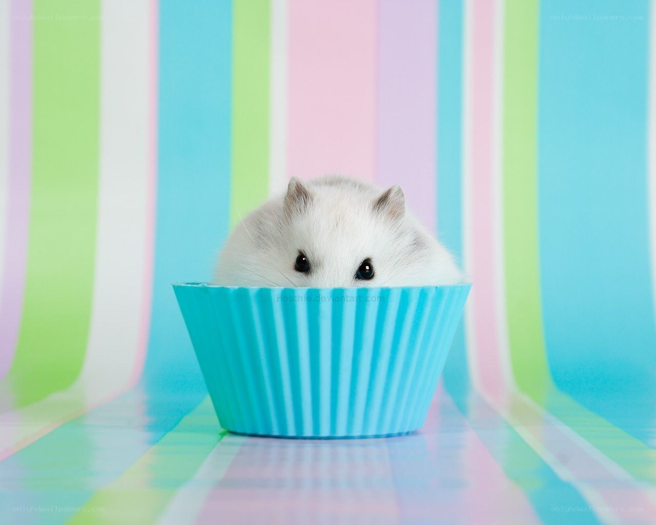 hamster in a cupcake liner
