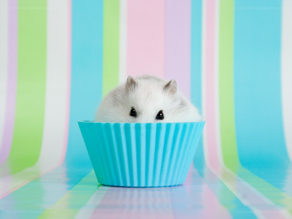 hamster in a cupcake liner