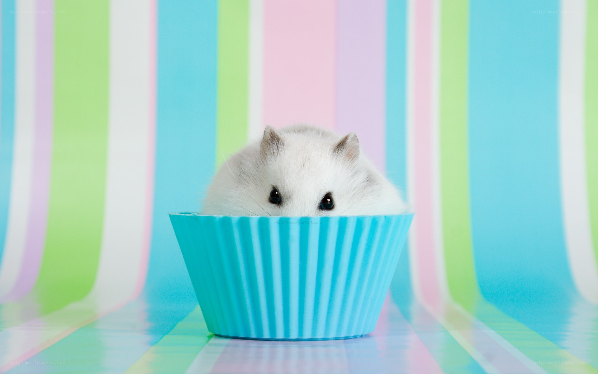 hamster in a cupcake liner