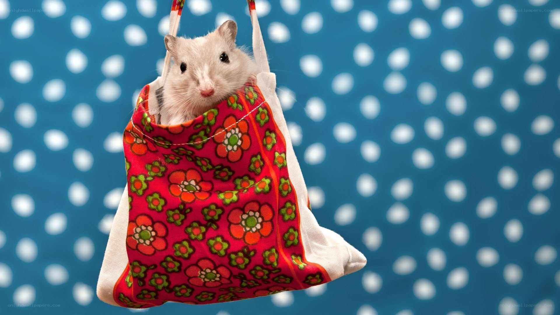hamster in a floral bag