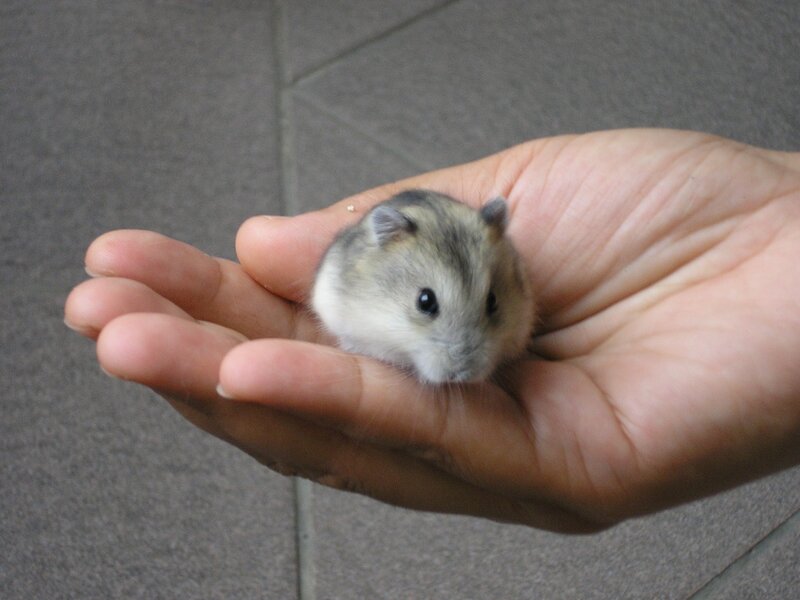 hamster in a hand