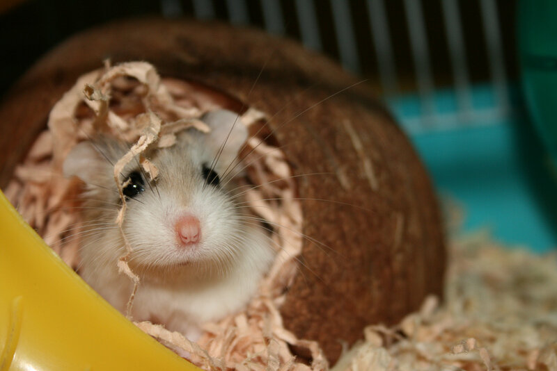 Hamster in a Hideout