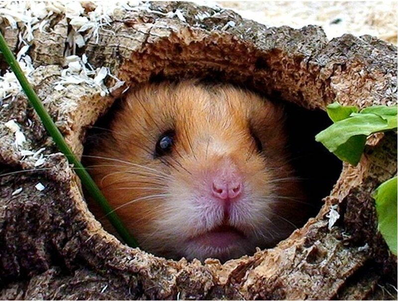 hamster in a log