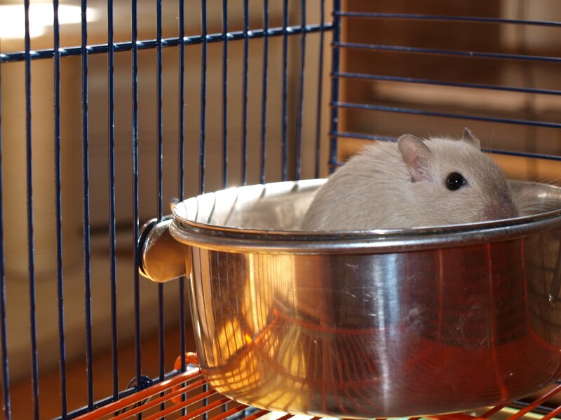 hamster in a metal bowl