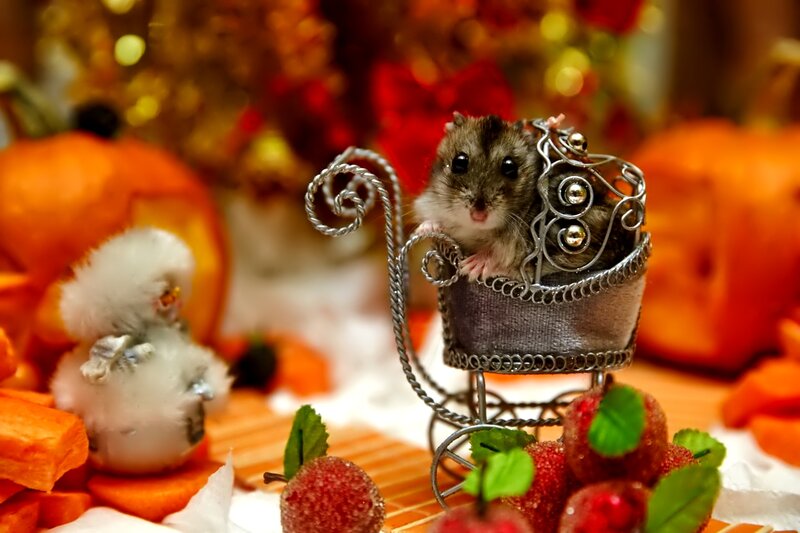 Hamster in a Miniature Carriage
