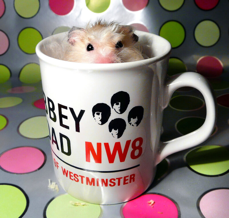 Hamster in a Mug