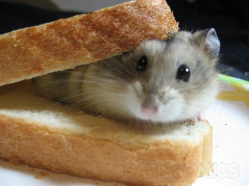 hamster in a sandwich