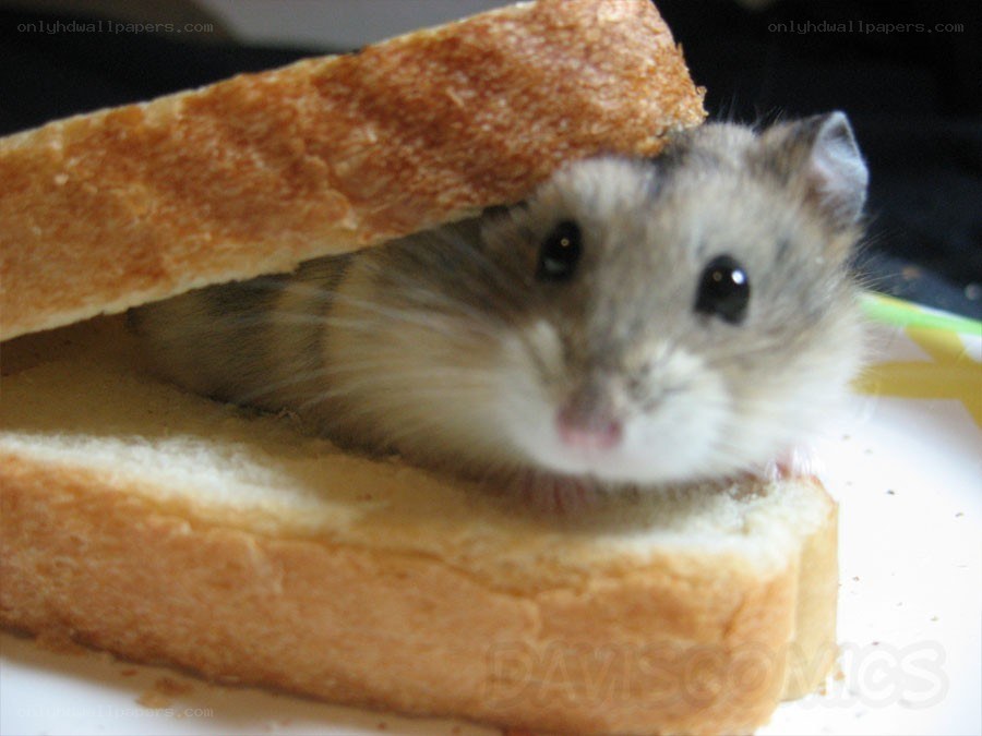 hamster in a sandwich