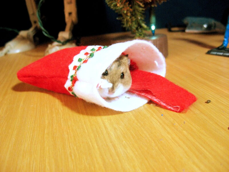 hamster in a stocking