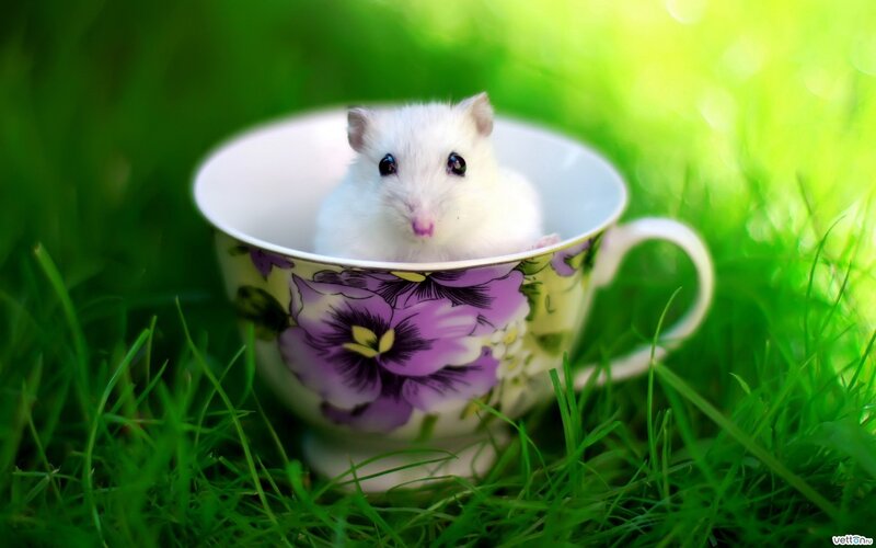 hamster in a teacup