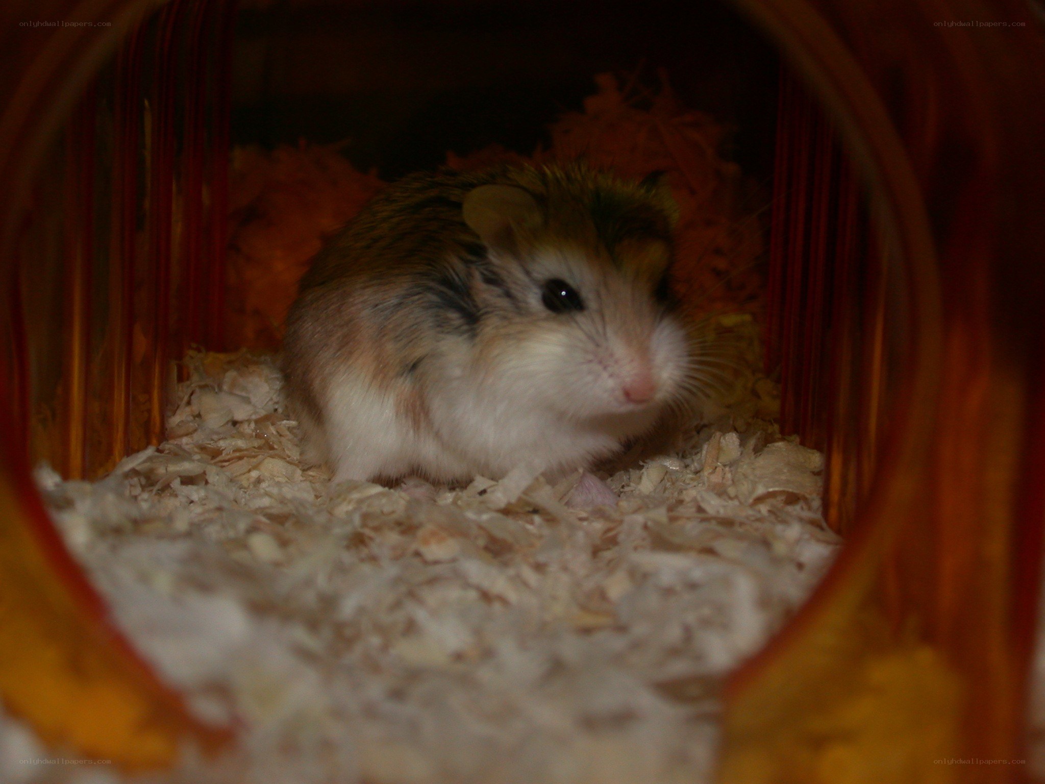 hamster in a tube