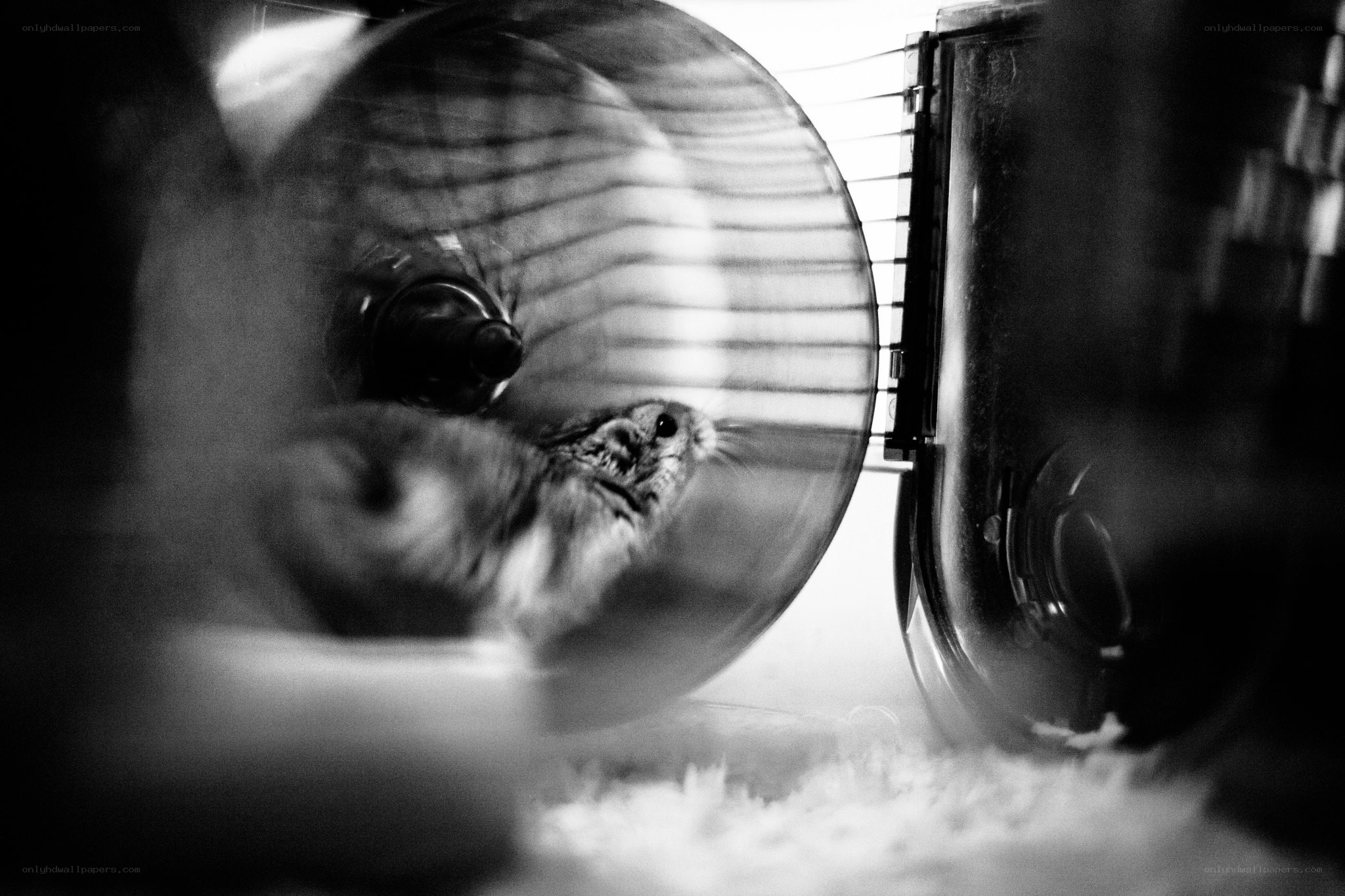 hamster in a wheel