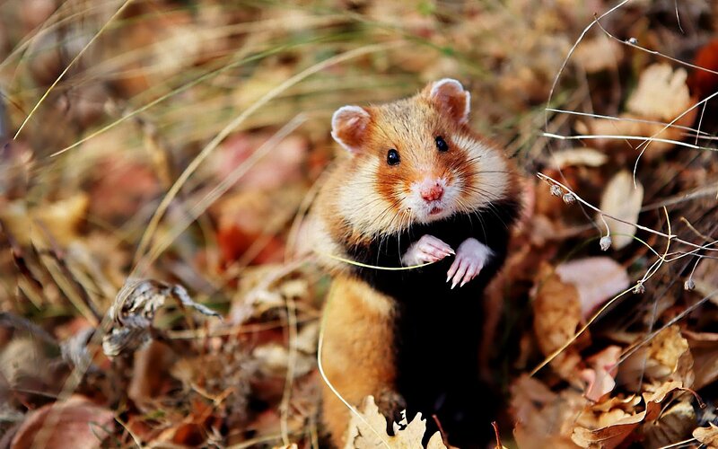 hamster in autumn leaves