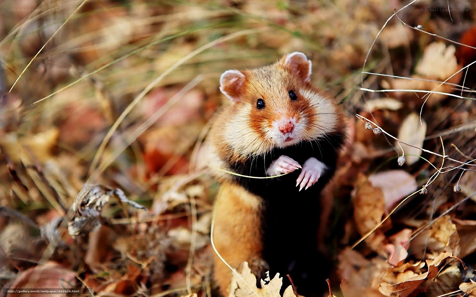 hamster in autumn leaves