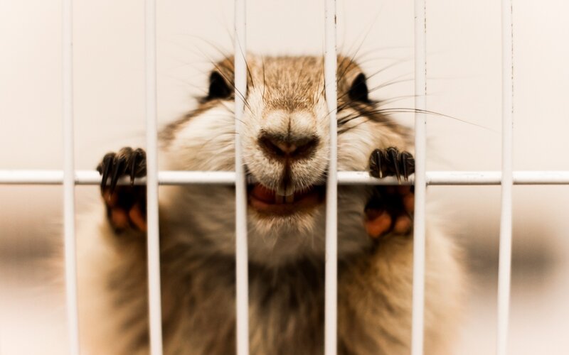 Hamster in Cage