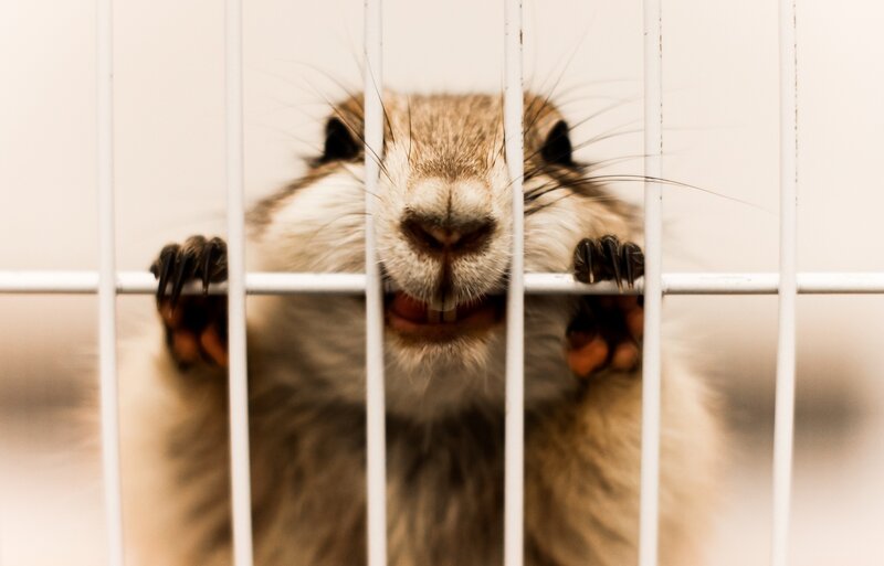 Hamster in Cage — White