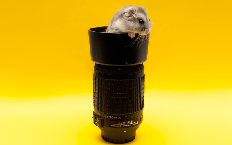 Hamster in Camera Lens