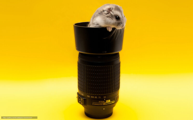 Hamster in Camera Lens — Yellow