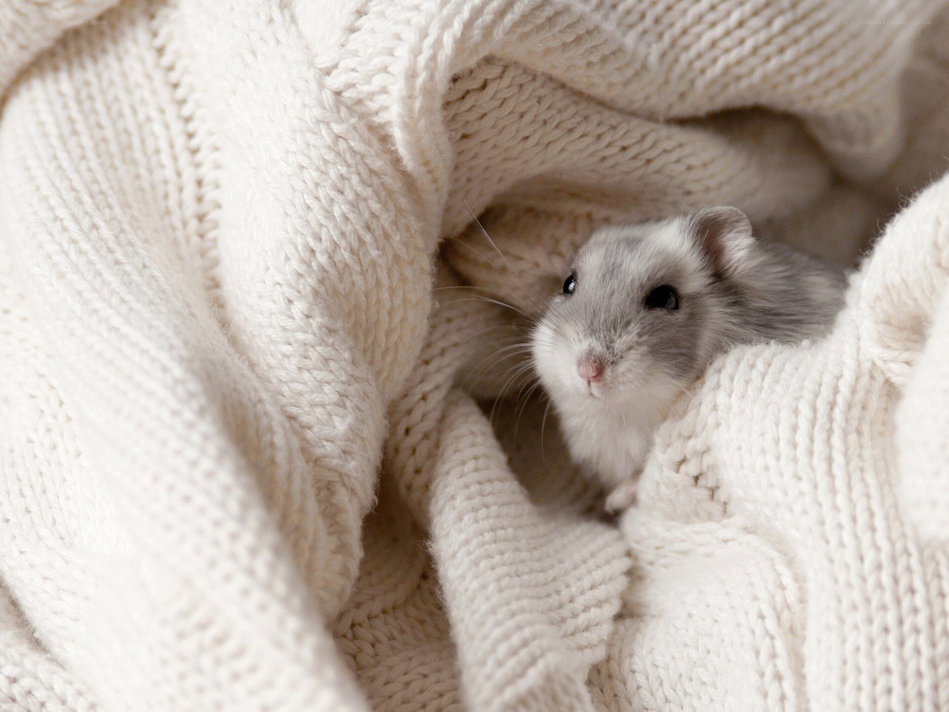 hamster in cozy blanket