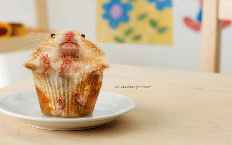 Hamster in Cupcake