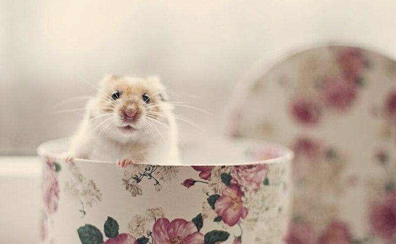Hamster in Floral Cup