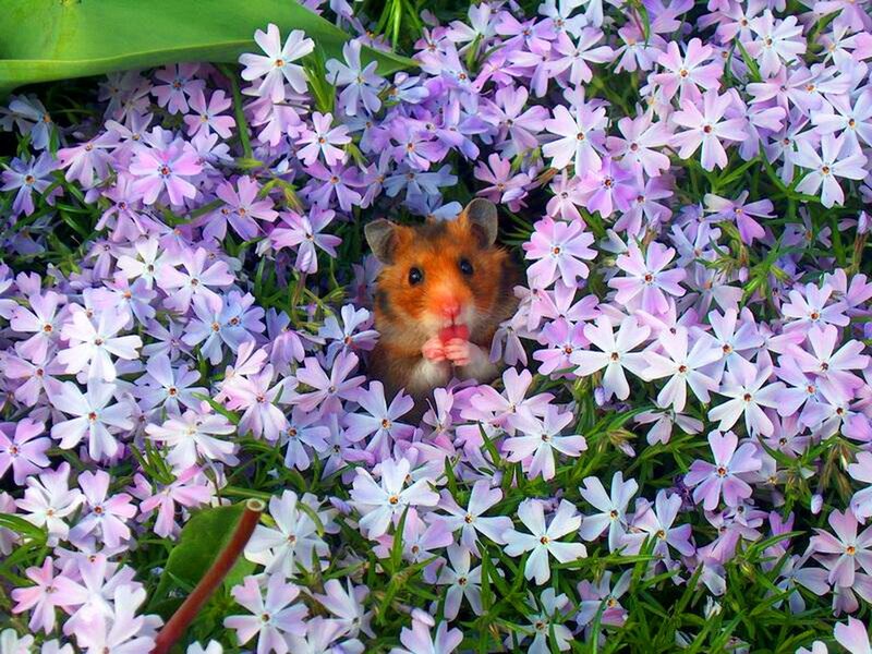 Hamster in Flowers