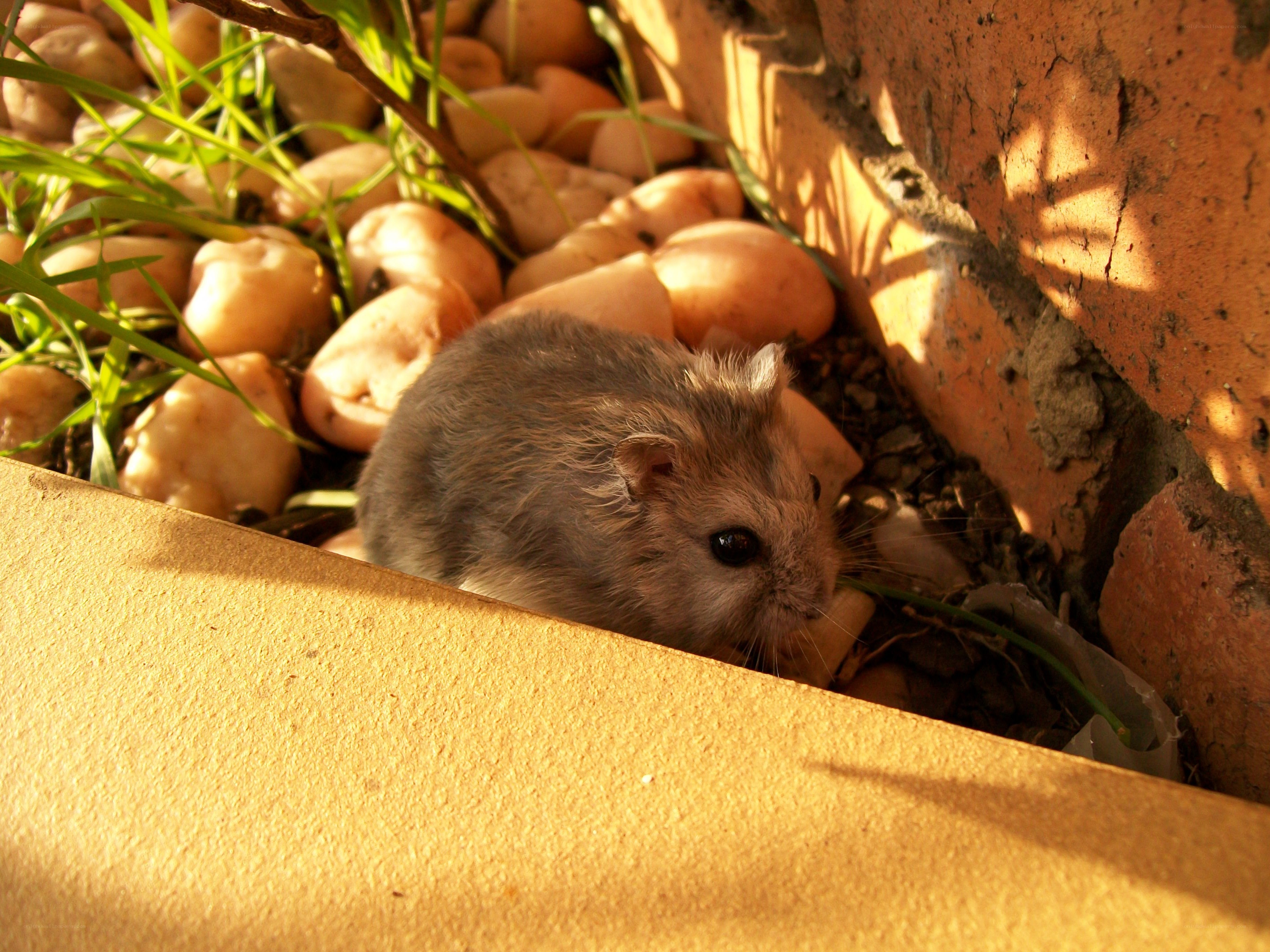 hamster in garden corner