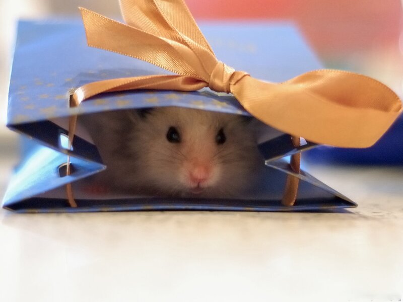 Hamster in Gift Bag