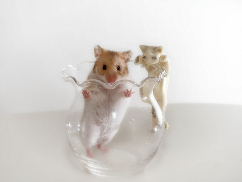 Hamster in Glass Bowl