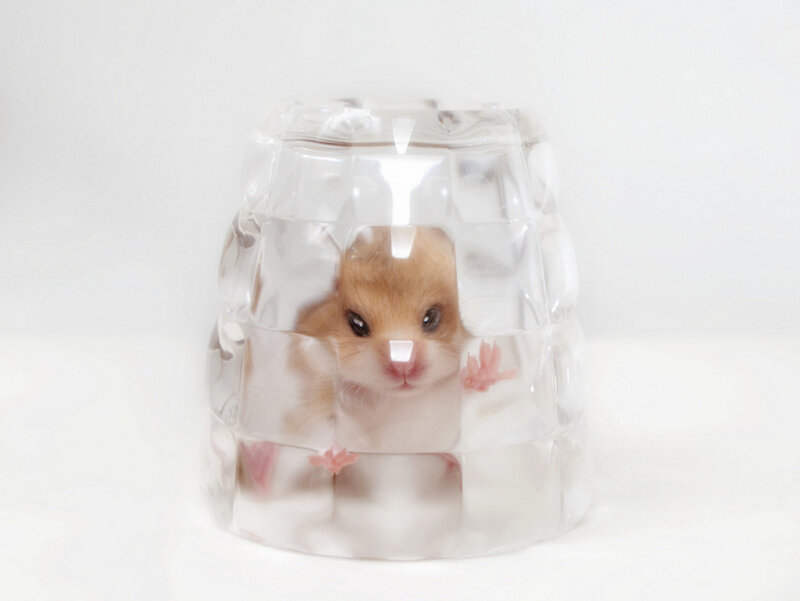 Hamster in Glass Dome
