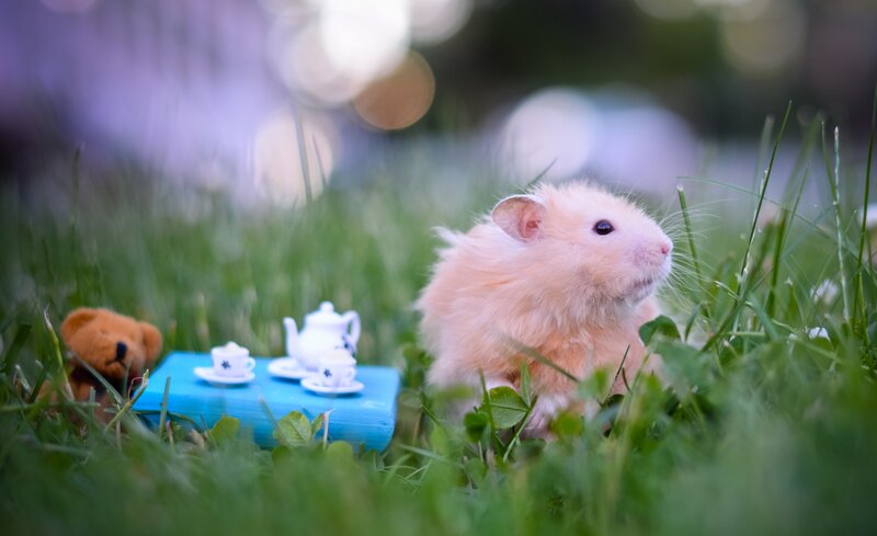 Hamster in Grass