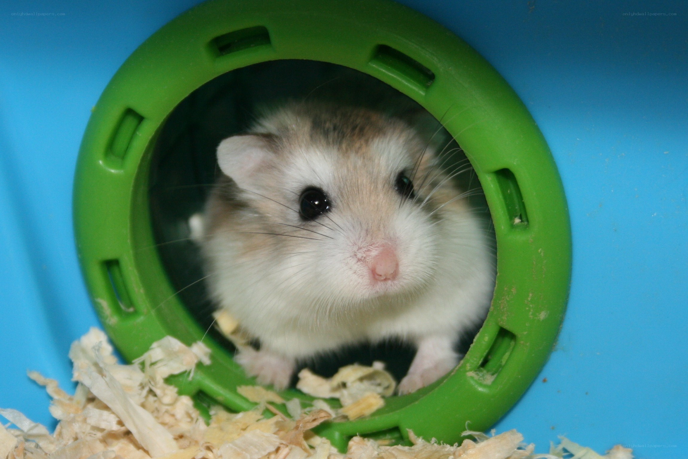 hamster in green tunnel