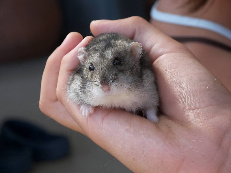 hamster in hand