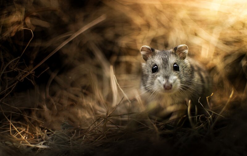 Hamster in Hay — Brown