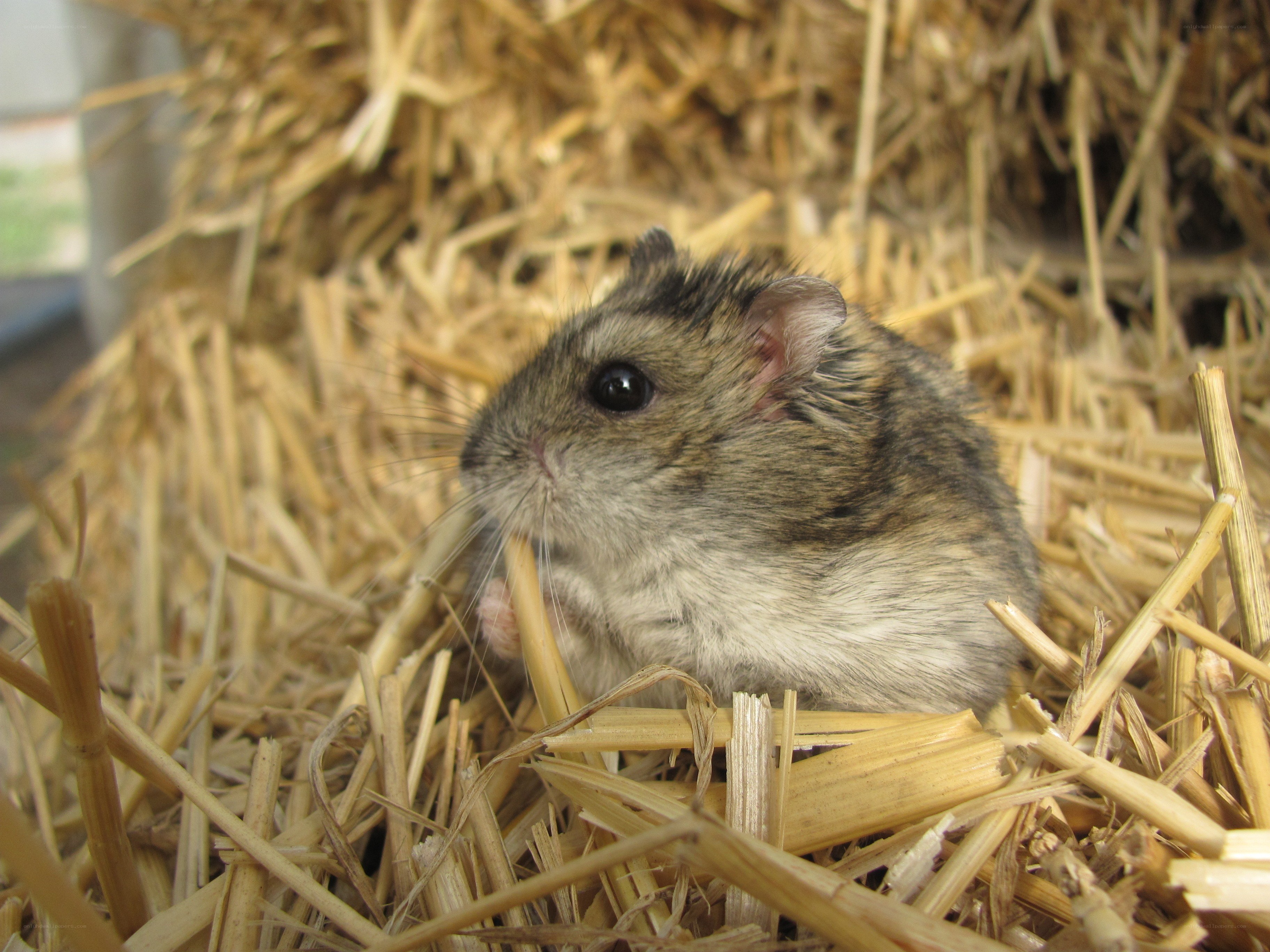 hamster in hay nest