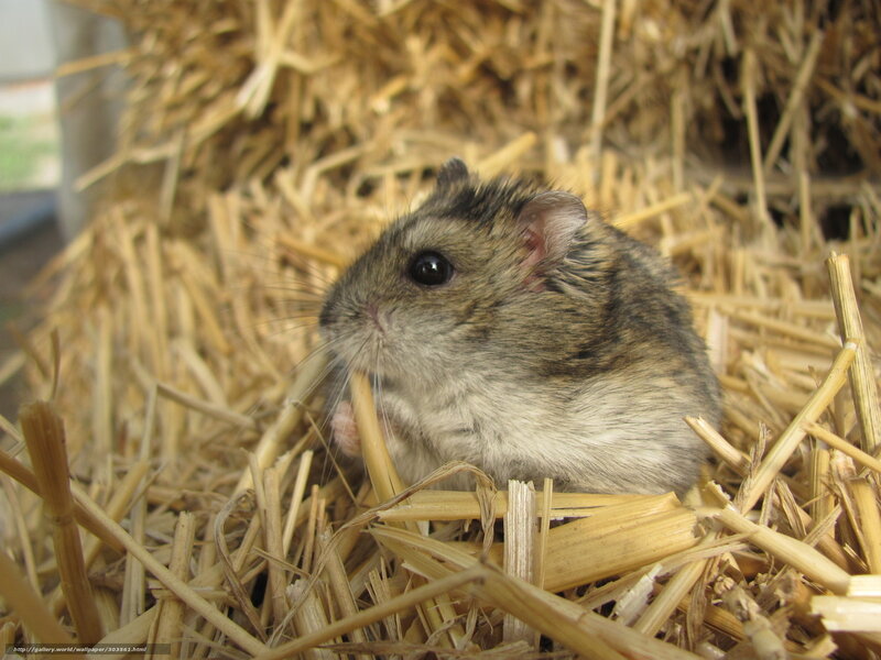 hamster in hay nest