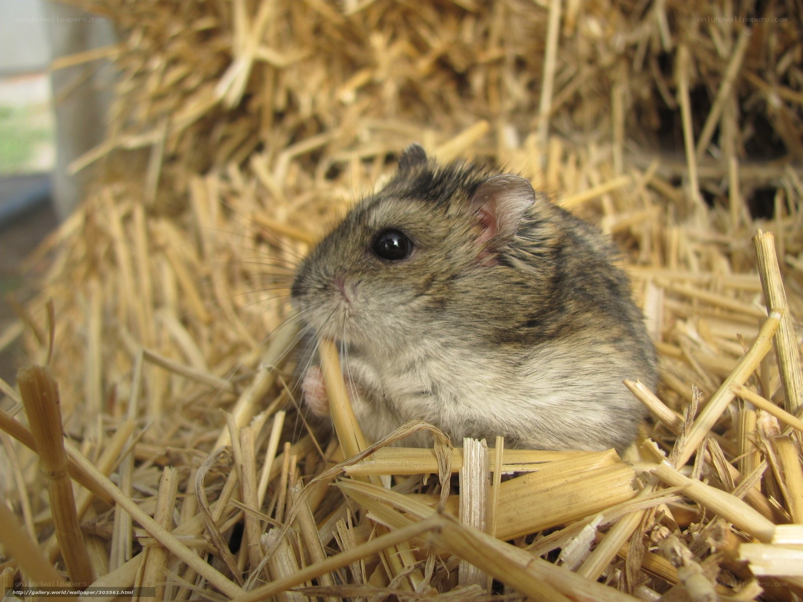 hamster in hay nest