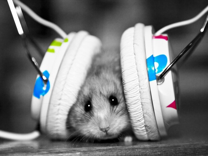 Hamster in Headphones — Black, Curious, Photograph, Whiskers