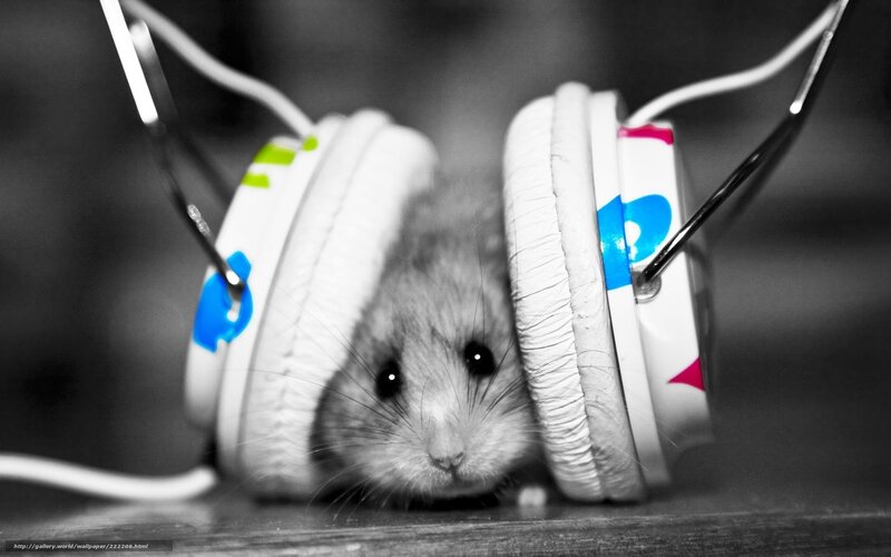 Hamster in Headphones — Black, Cute