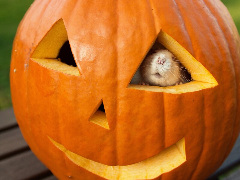 hamster in jack-o-lantern
