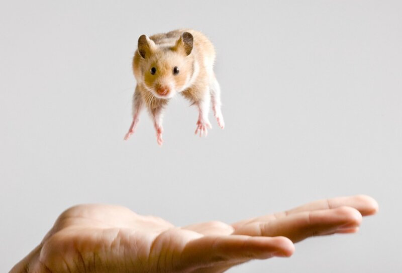 Hamster in Mid-air