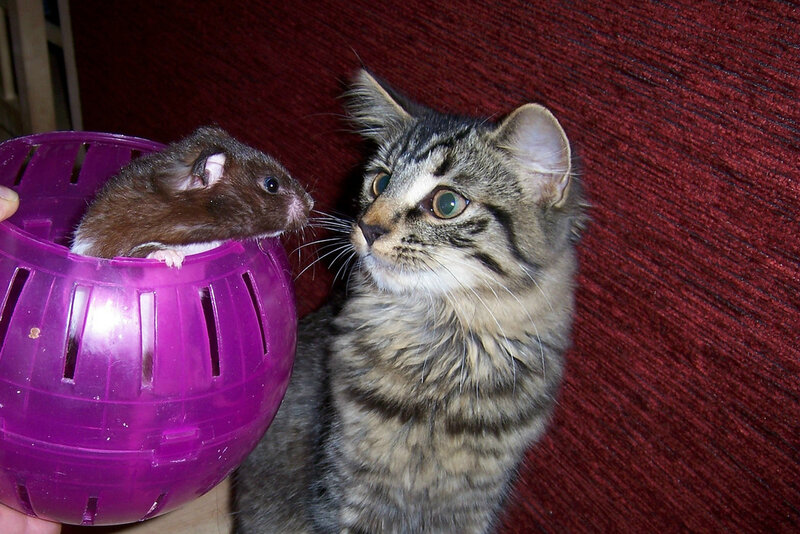 Hamster in Purple Ball