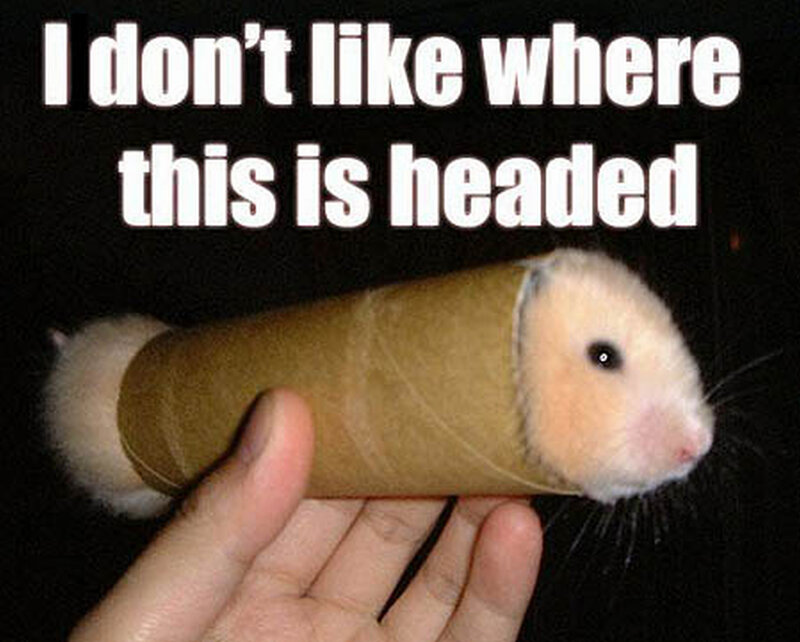 hamster in toilet paper roll