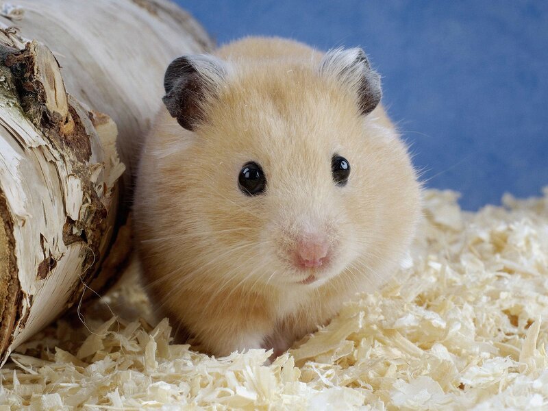 Hamster in wood shavings
