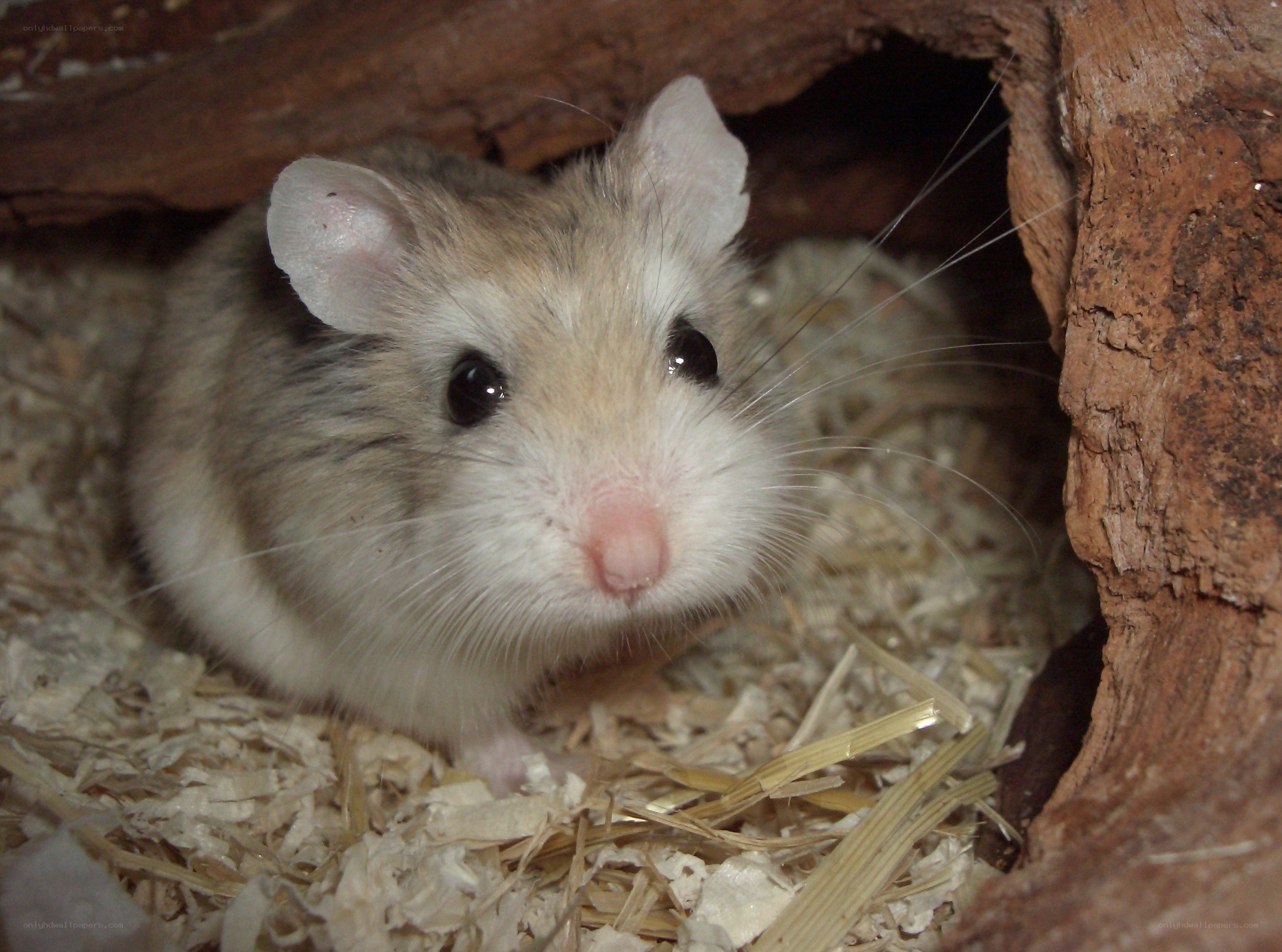 hamster in wooden hideout