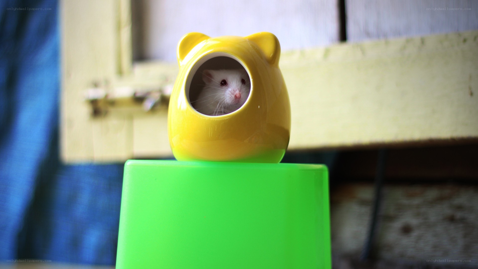 hamster in yellow house