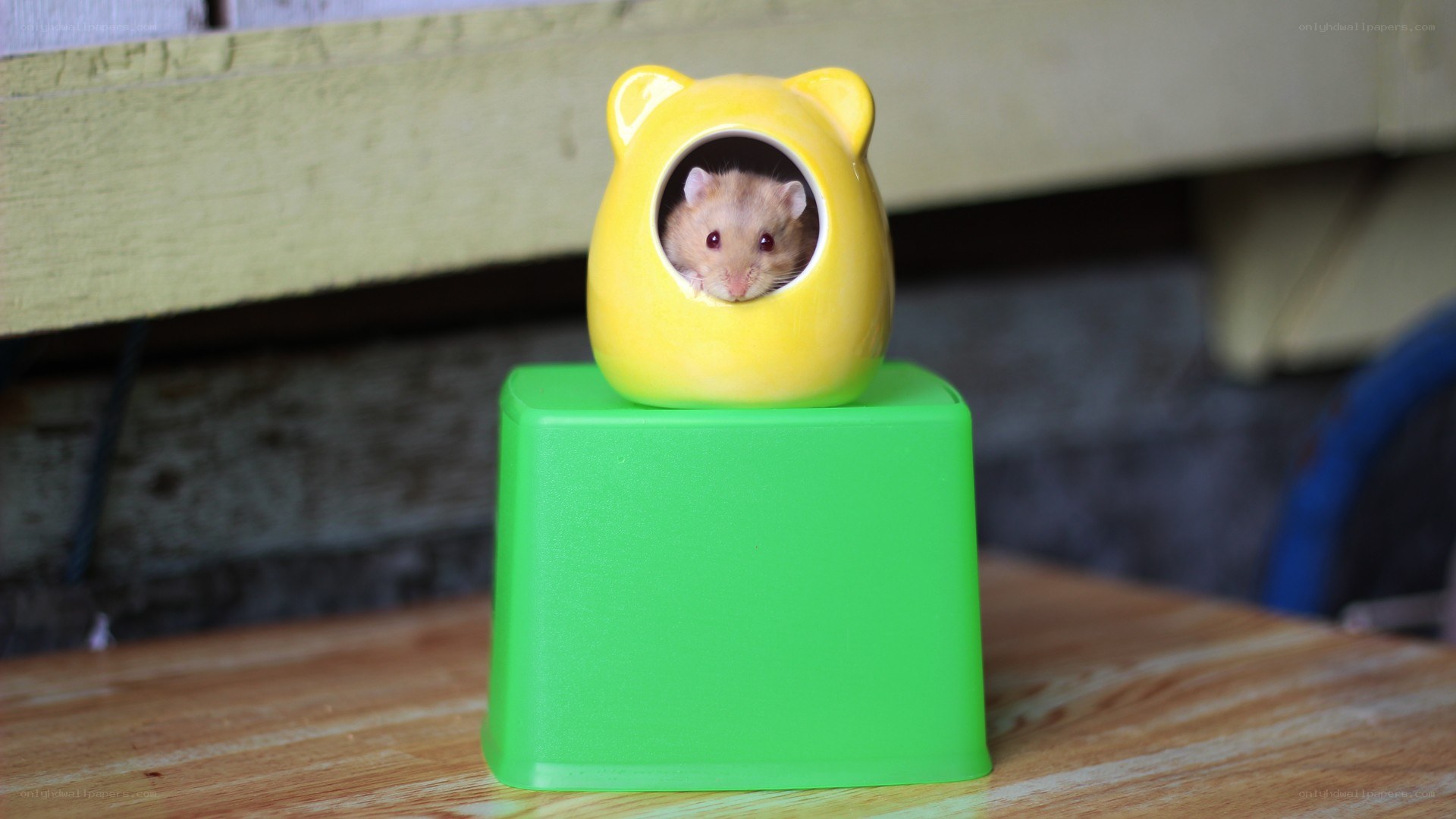 hamster in yellow house
