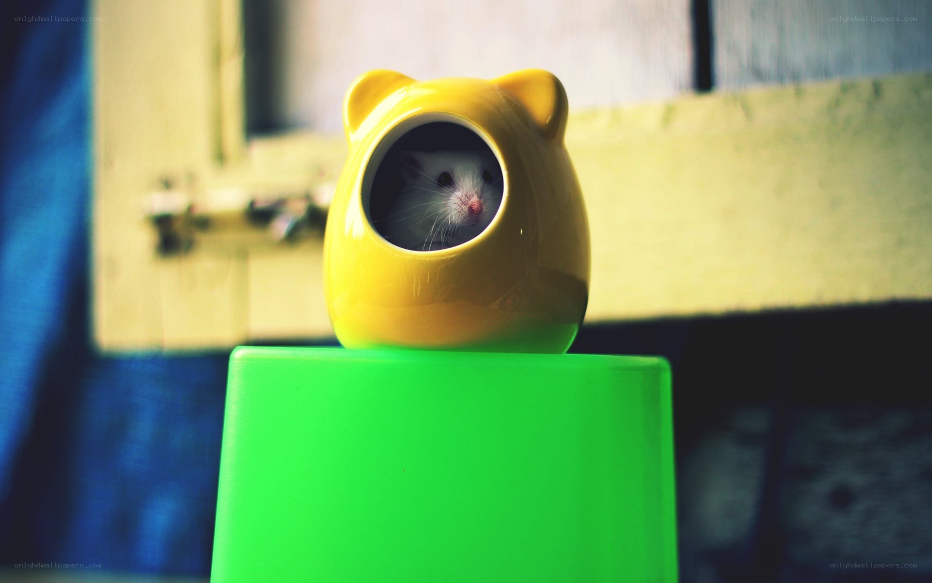 hamster in yellow house