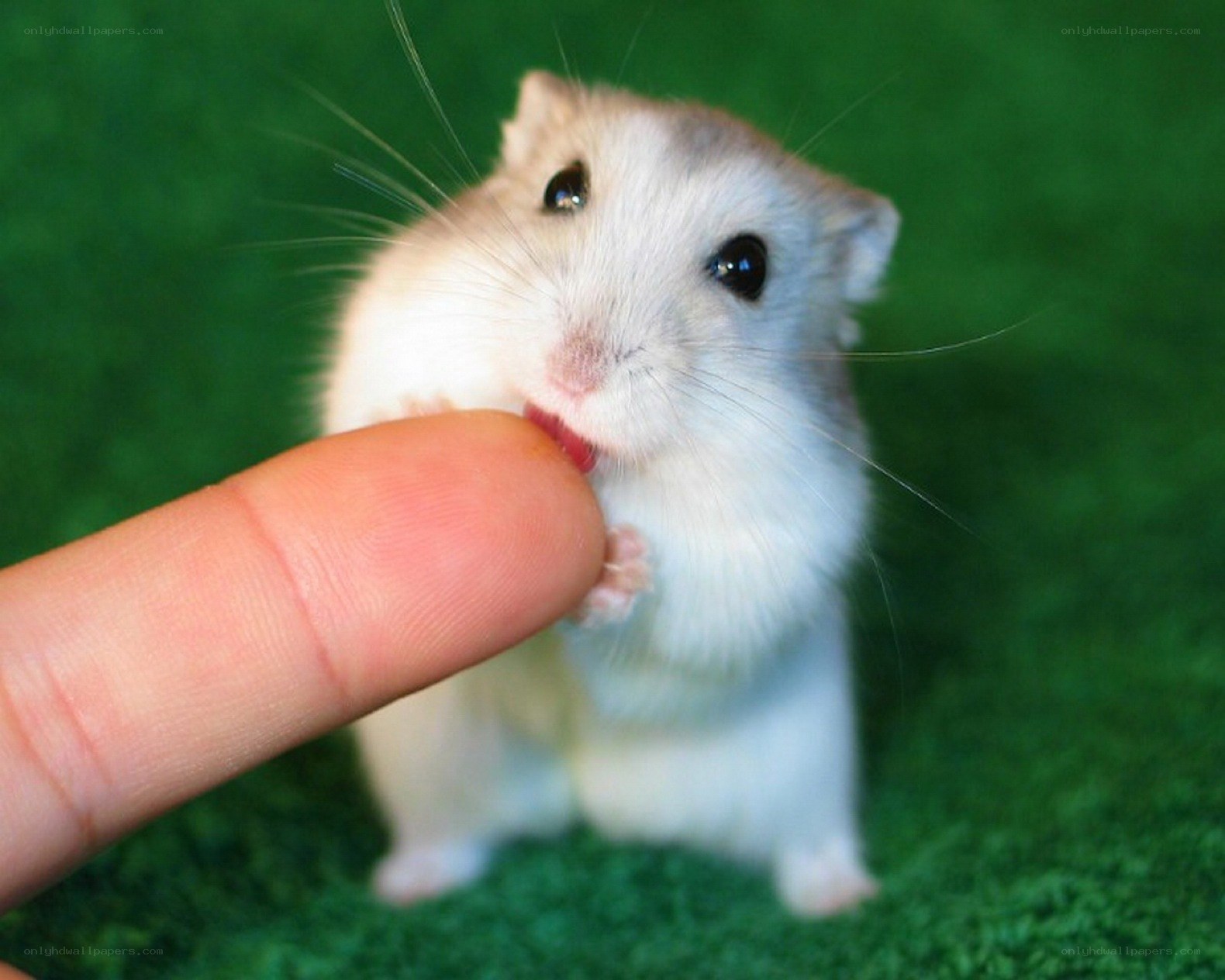 hamster licking a finger
